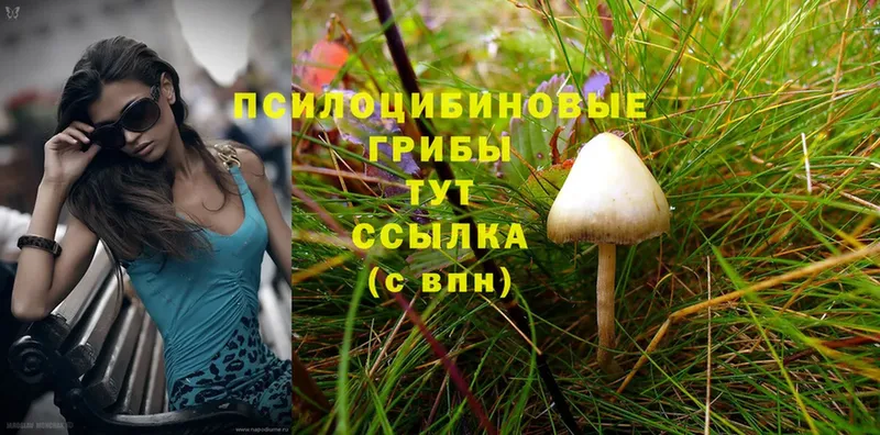 hydra сайт  Куртамыш  Галлюциногенные грибы Cubensis 